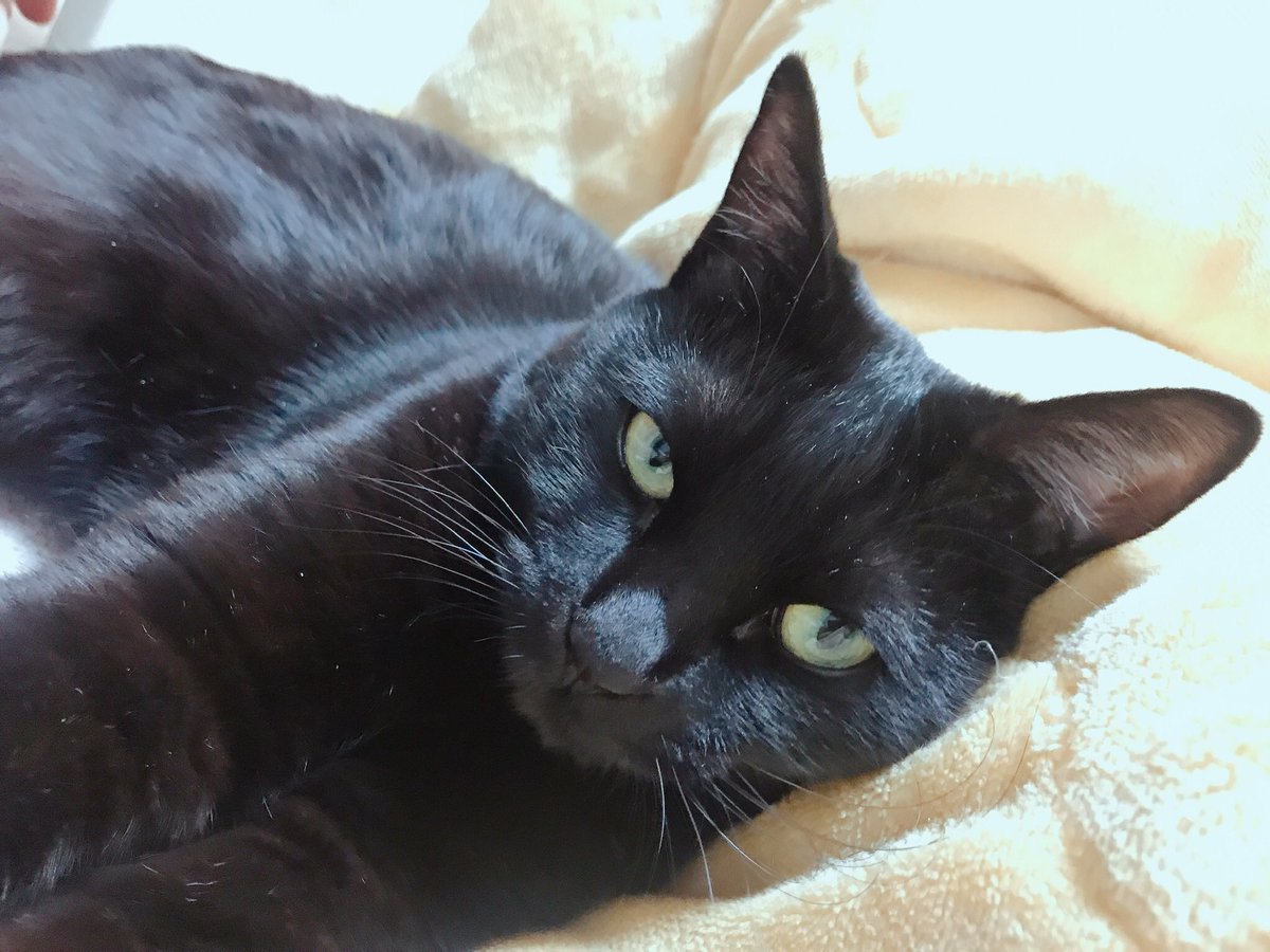 blacksesame_'s tweet image. 잘생긴 고양이.