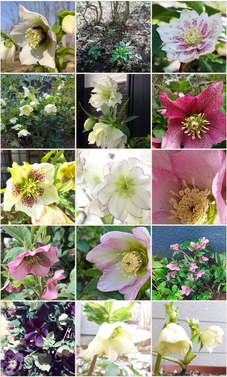 あまおう 冬の代表的な花 で人気のある クリスマスローズ 花言葉 は 追憶 私を忘れないで 私はあなたの事 一生忘れません