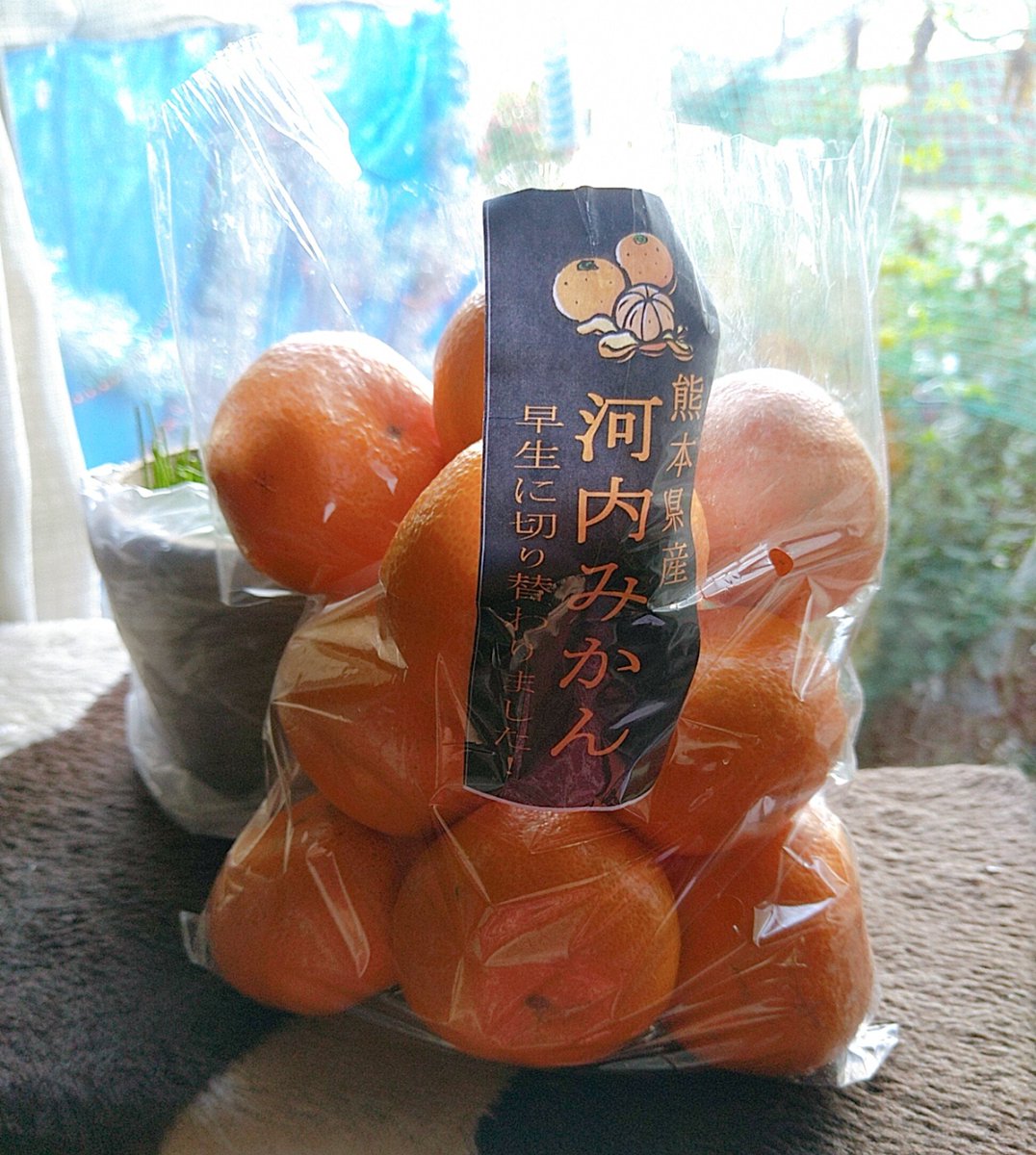 河内みかん 河内みかん