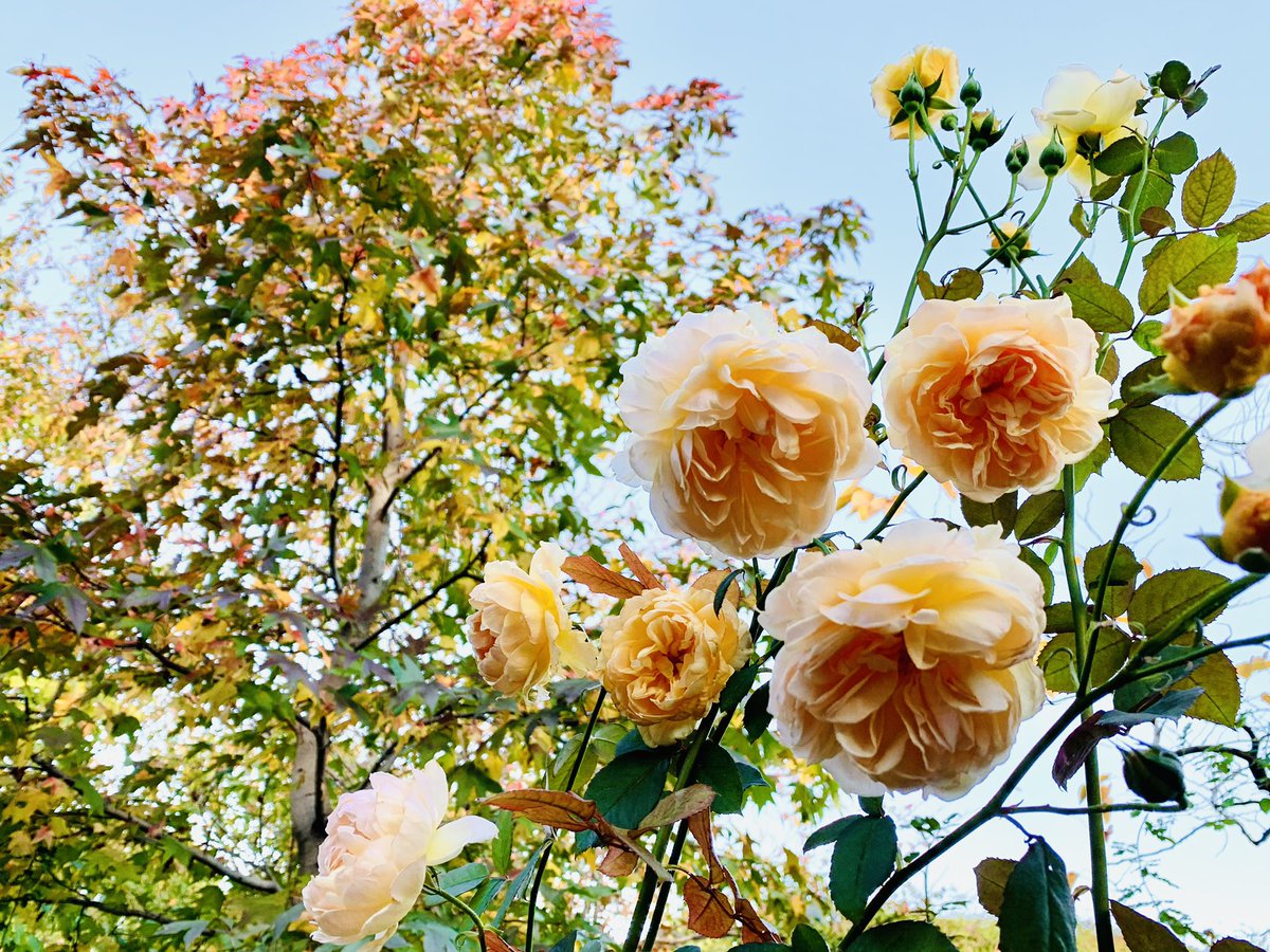 横浜イングリッシュガーデン على تويتر 秋バラ見頃 ハーベスト ディスプレイ展示中 本日も秋晴れ 秋バラはまだまだ見頃です 樹木も紅葉 黄葉し 園内は秋らしい鮮やかな色彩の景色に