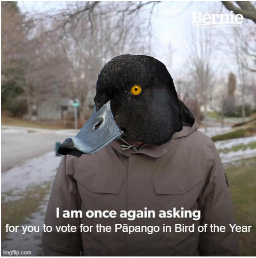 NzScaup's tweet photo. four days left to vote peeps! Vote for Pāpango here: https://t.co/LaEN2WunTi #BirdOfTheYear #pickthepāpango @BernieSanders https://t.co/yaUnUCH7NK