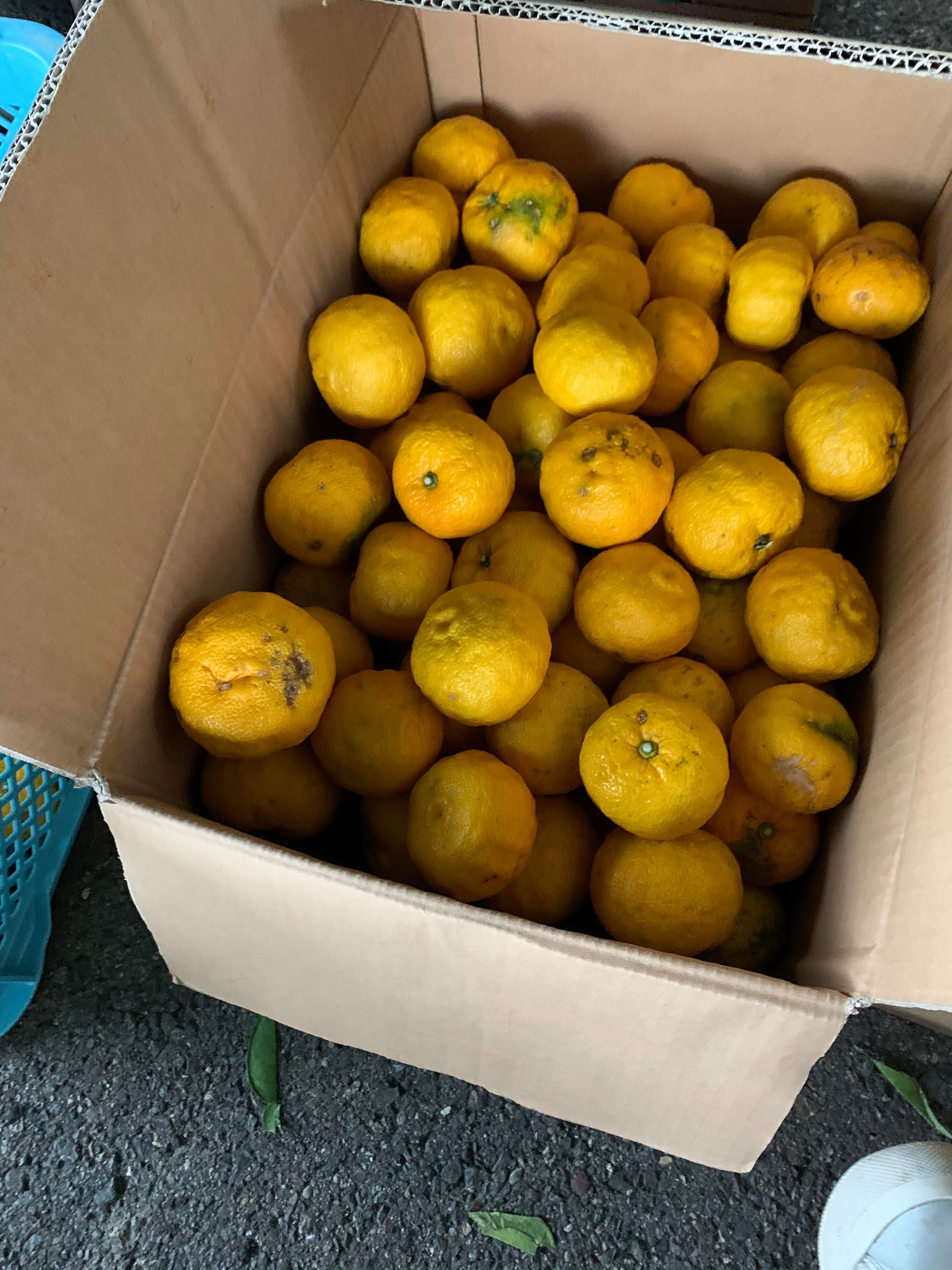 ゆずりんご♡ 🌴