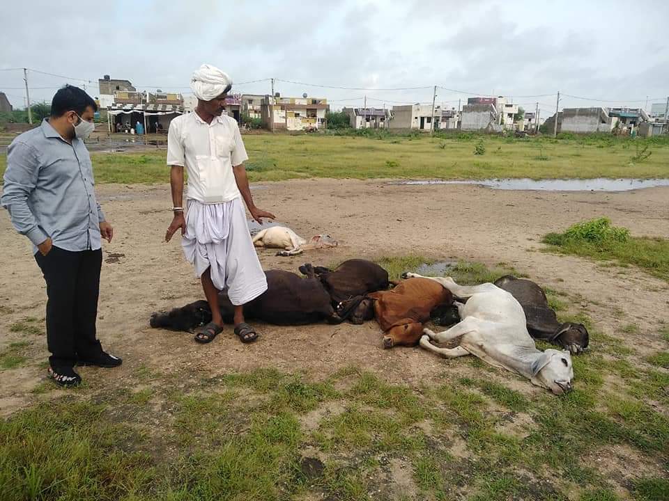 AmbalalRabari1's tweet photo. રાધનપુર તાલુકાના બંધવડ ગામ ના  નરસુંગભાઈ પરિવાર ના ગુજરાન માટે પરિવાર સાથે કચ્છ ના વરસામેડી ગામે તા-12/09 ના વરસાદમાં વીજળી  માલધારી પરિવારના 6 પશુઓ પર પડીને ત્યાંના ત્યાં માલધારી ના આજીવિકાનું સાધન ૬ પશુઓના મરણ થયા રાજયસરકાર દ્વારા 90,000રૂપિયાની પશુ મૃત્યુ સહાય મંજુર ક���ી આભાર. https://t.co/fwg3UJpFUA