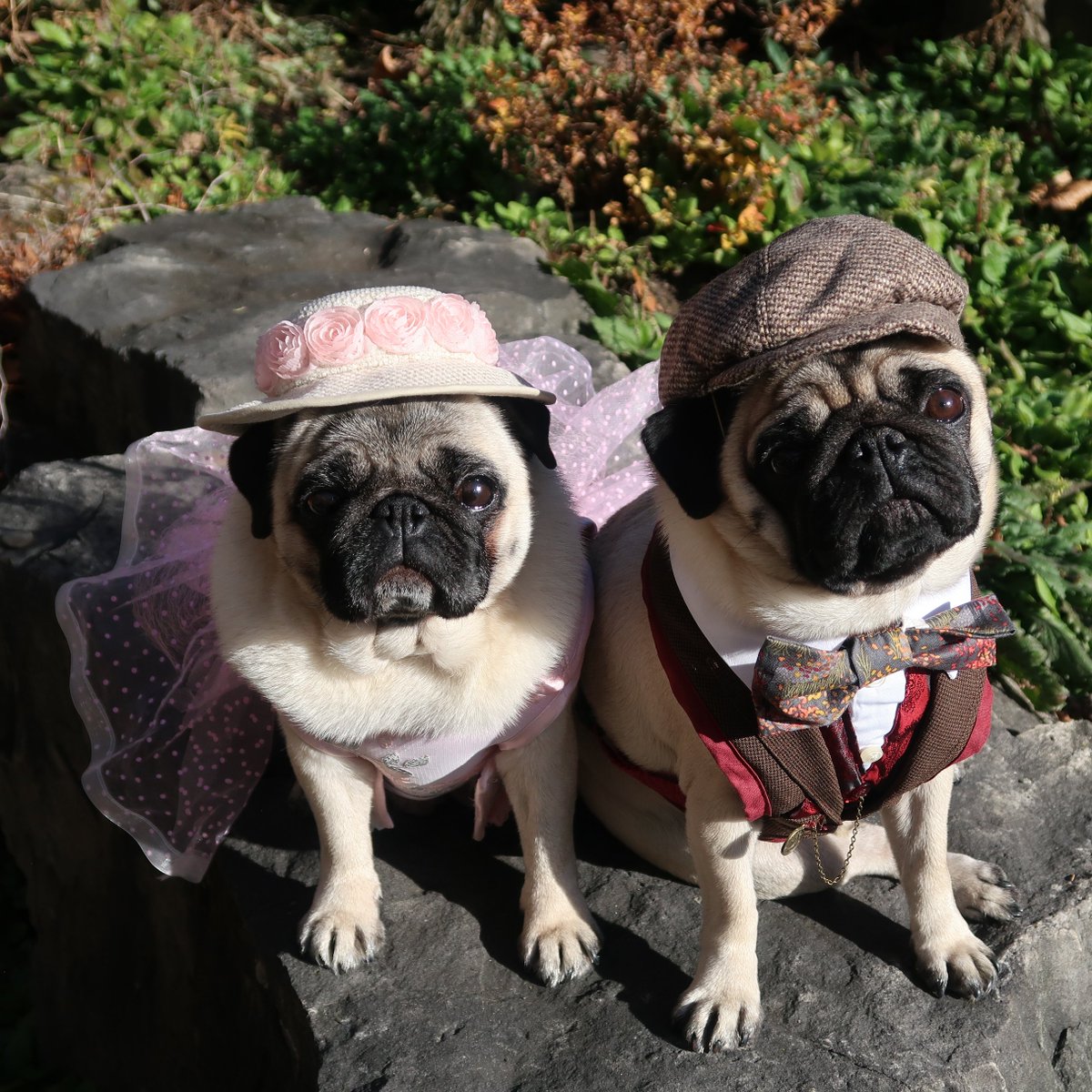 All-Dressed Pugs Celebrating 
Most Memorable 🎂Birthdays*:

Wolfie (Nov 11th: 3⃣y old)  
& his Mom, 
Chibby-Rose (Nov 18th: 6⃣y old).

*Extraordinary Times-

#COVID19Pandemic #VaccinesAreComing

#RemembranceDay2020 

#USPresidentialElections2020  🇺🇸
#BidenHarris2020 🗳️
#POTUS46