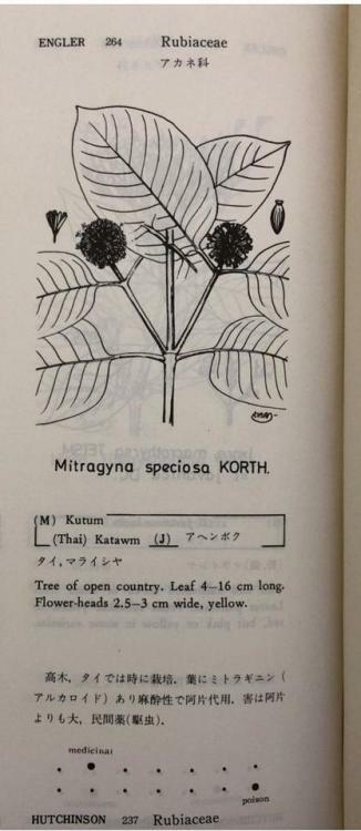 fred7285's tweet photo. Kratom tree explained in a book https://t.co/abZONJxR6B #Kratom #IamKratom https://t.co/iXqWx2uS4D