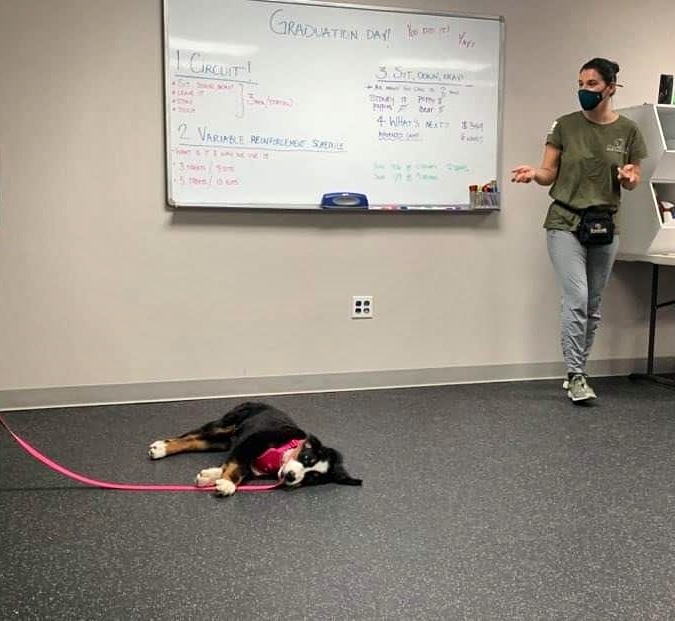 "WHEW!" "GRADUATION WAS RUFF" - Poppy the Bernese Mountain Dog
#puppylove #puppies
