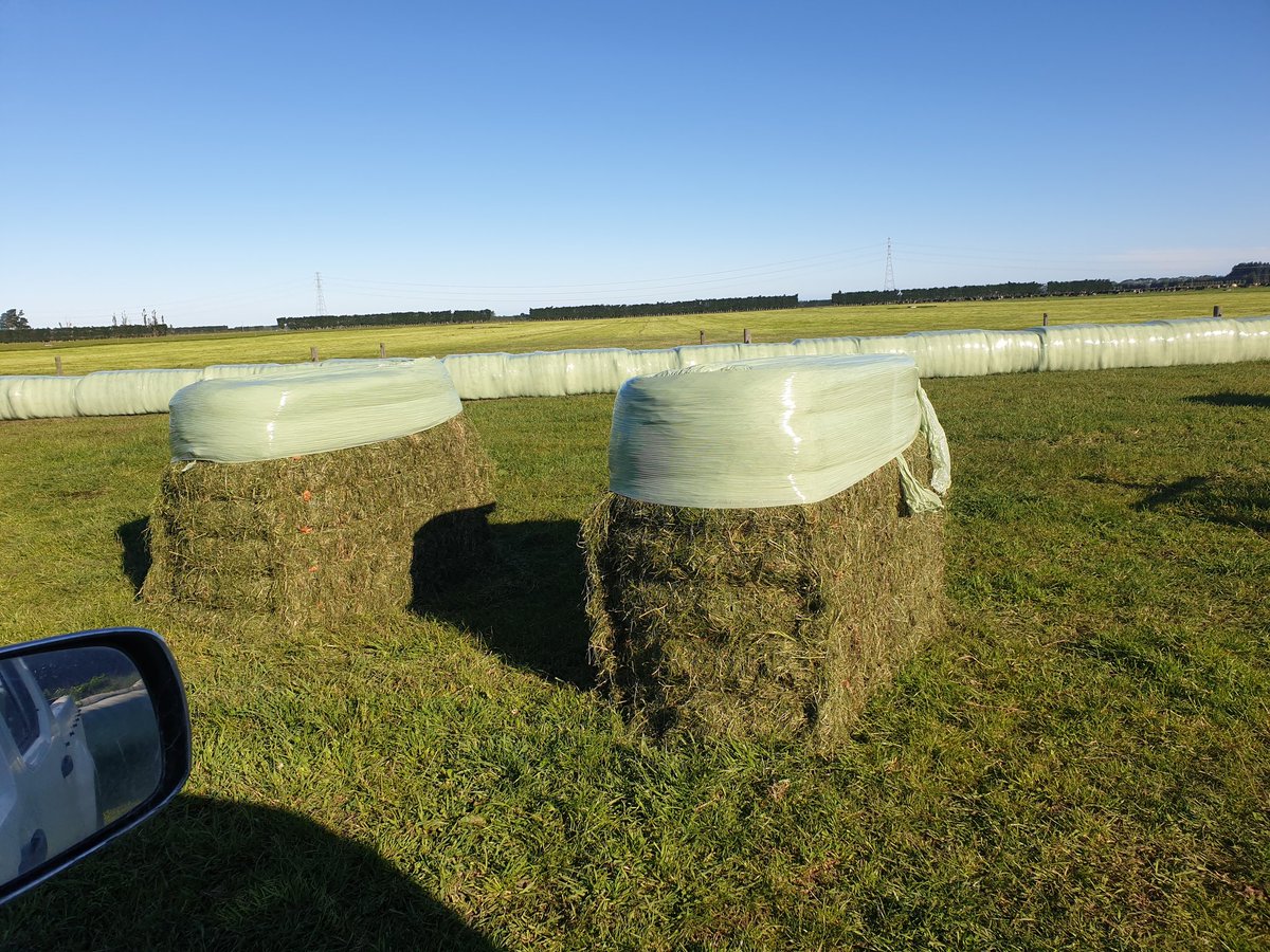 dairymanNZ's tweet photo. I'm order to cut down on waste, this year we're experimenting with only wrapping the top quarter of the bales
#FarmingWithKreg https://t.co/bSDMnOFIBo
