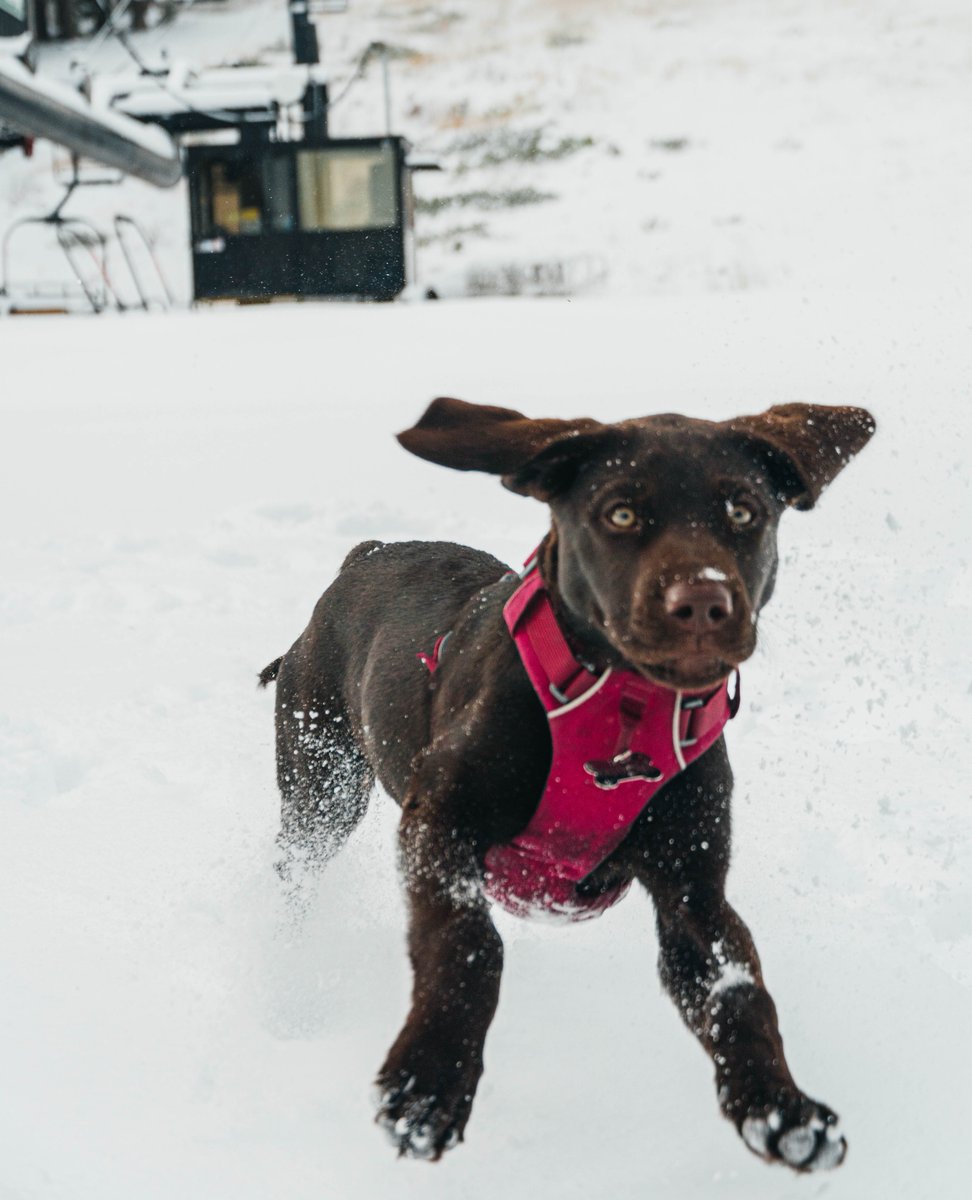 WestShoreTahoe's tweet photo. Just like that, winter has arrived! And our West Shore pups couldn't be more pumped.

Photo: @skihomewood #westshoretahoe #laketahoe #skicalifornia #skilaketahoe #skihomewood #visitcalifornia https://t.co/Q0q7po2p7i