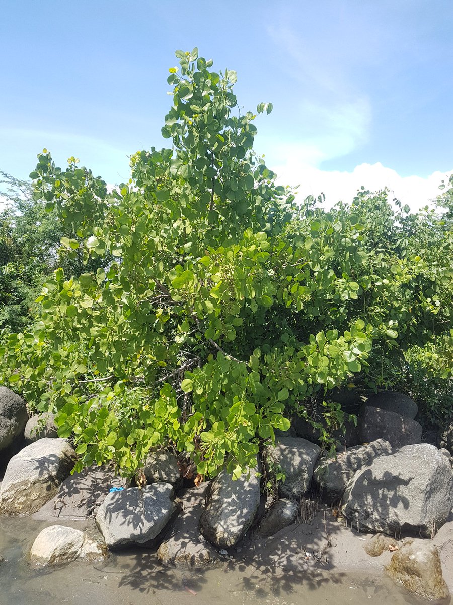 MangrovePh's tweet image. MANGROVE POSTING!!

A single individual of Sonneratia alba spotted near the mouth of Mojon Creek in Brgy. Bantayan, Dumaguete City, Negros Oriental

#ScienceChatPH #Mangrove #BlueCarbon #AcademicTwitter #Botany