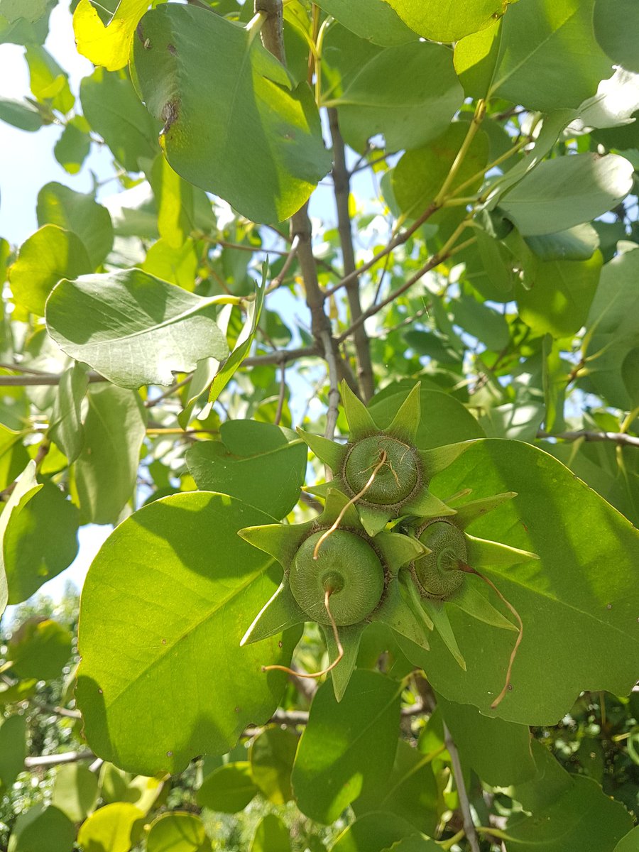 MangrovePh's tweet image. MANGROVE POSTING!!

A single individual of Sonneratia alba spotted near the mouth of Mojon Creek in Brgy. Bantayan, Dumaguete City, Negros Oriental

#ScienceChatPH #Mangrove #BlueCarbon #AcademicTwitter #Botany