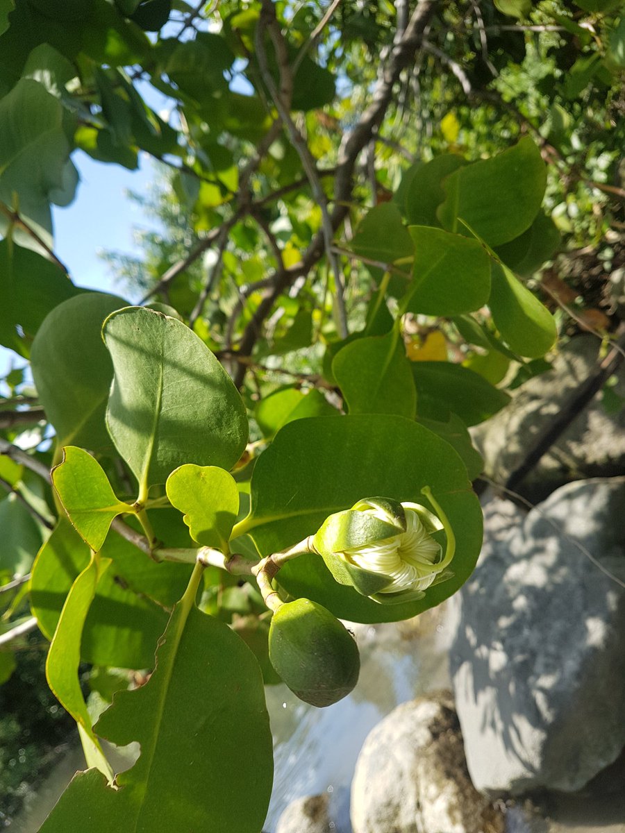 MangrovePh's tweet image. MANGROVE POSTING!!

A single individual of Sonneratia alba spotted near the mouth of Mojon Creek in Brgy. Bantayan, Dumaguete City, Negros Oriental

#ScienceChatPH #Mangrove #BlueCarbon #AcademicTwitter #Botany