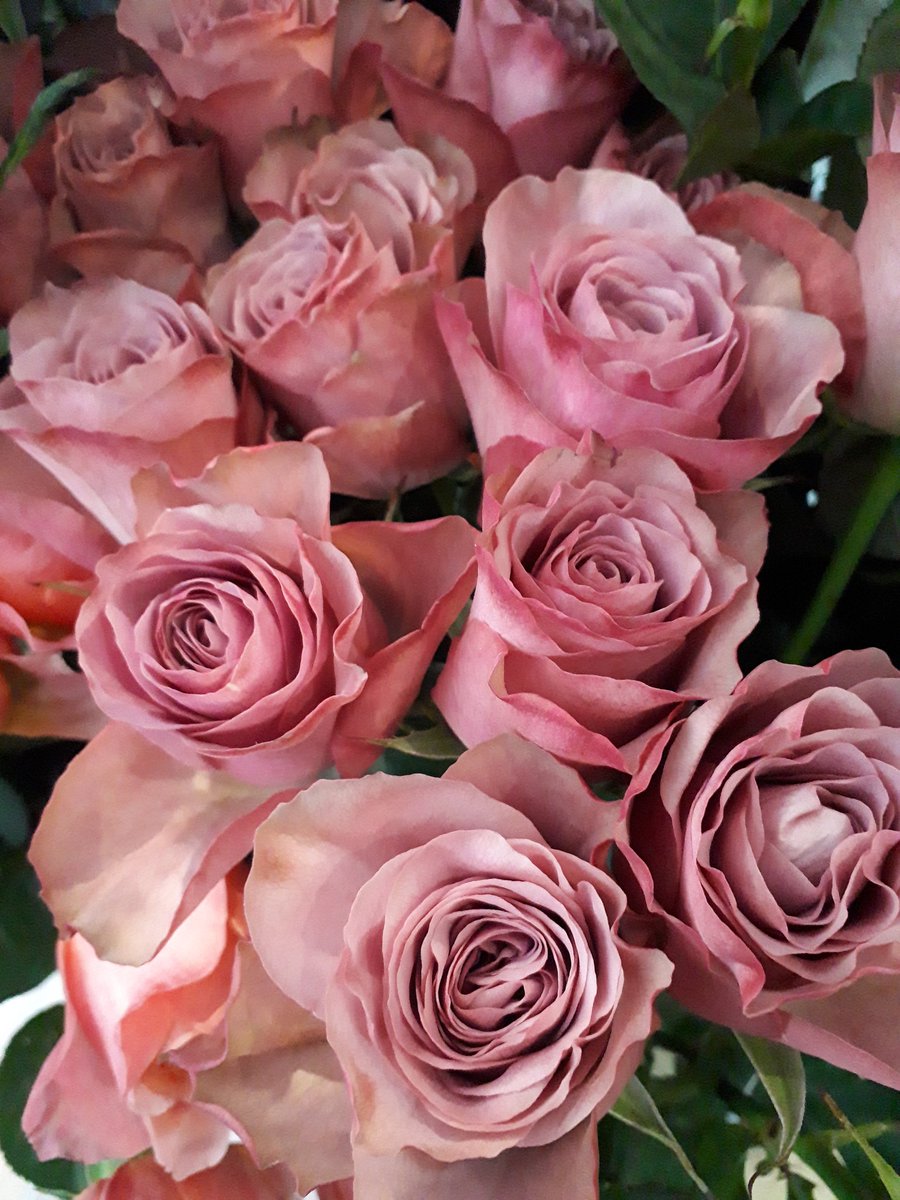 Twitter 上的 Moss 今日のおすすめ バラ アヴニール アンティークなくすみピンクな色合いでとても上品なバラです 花持ちも良いので長く楽しめますよ T Co 6dkej5jb6j Twitter