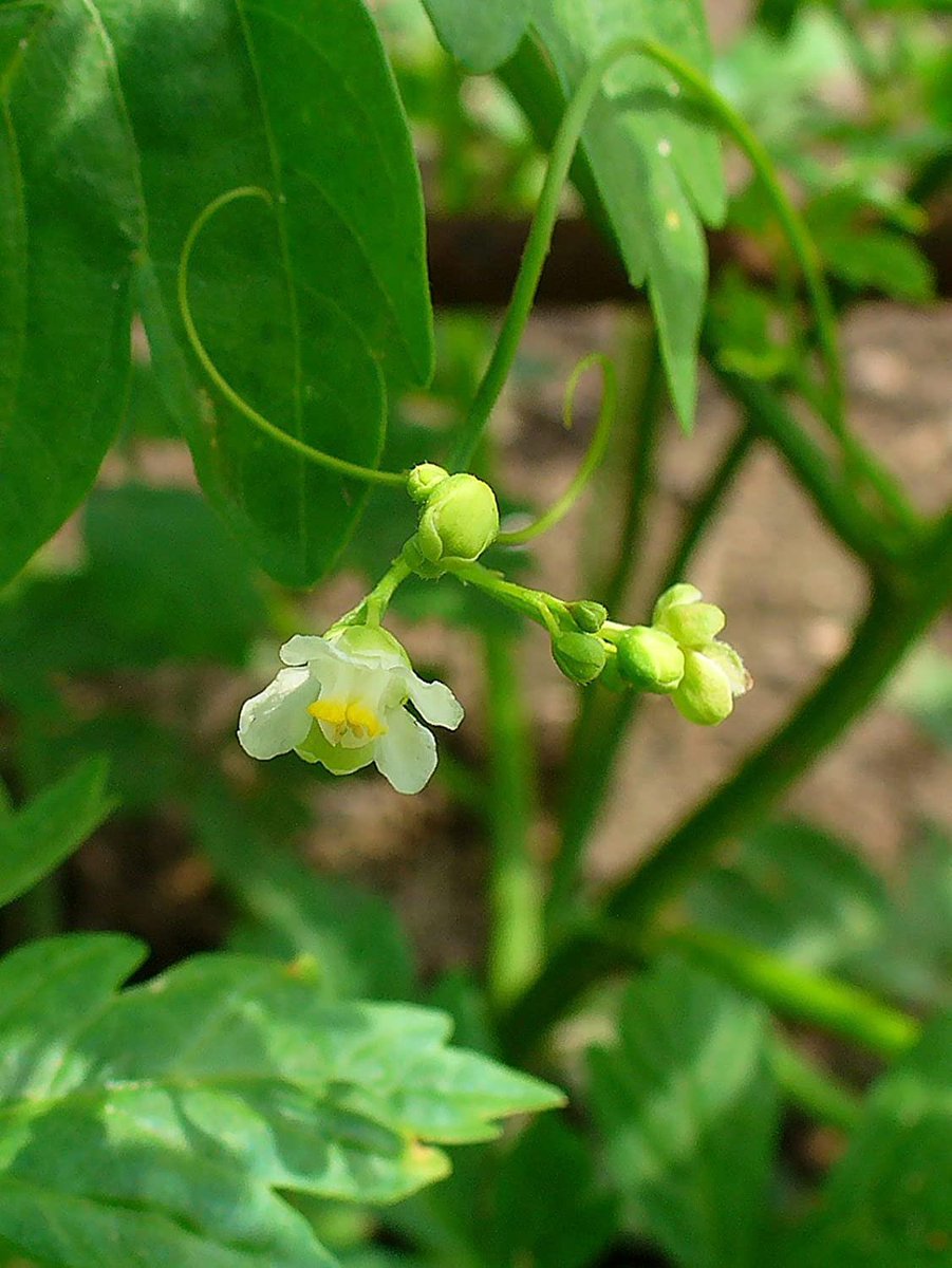 草木のこと Cardiospermum Halicacabum フウセンカズラ アフリカからアジア辺りを原産地とするムクロジ科の蔓性一年草 花 を終えると風船状に膨らんだ果実をつけることが名前の由来だと思う この風船果実もかわいいが 中の種は小さな黒い粒の一つ一つに