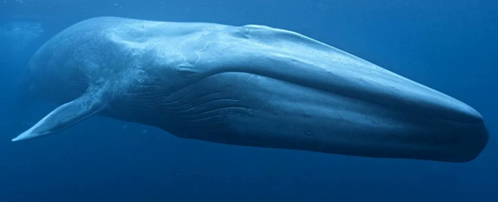 Incr_edibleus's tweet photo. Animal Fact 🐋: The tongue of the Blue whale is as big as Elephant

Blue whale is considered as one of the largest animal ever to be present on Earth And an endangered species due to over hunting by humans.
Retweeting can help us❤
#blue,#facts,#Blues,
#Ocean,#WHALES,#Science https://t.co/1giyLucFq1