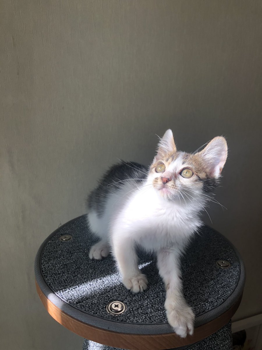 whitesugar_cat's tweet photo. 햇볕고앵이 https://t.co/BAEbiqAh9H
