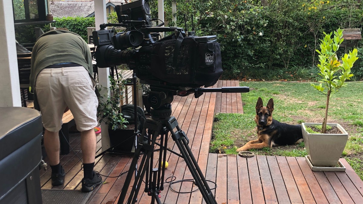 SharonWilliams_'s tweet photo. Dras helping the Channel 7 cameraman. It's a PR dogs life!
#SharonWilliams #germanshepherd #prlife #ontv #familytime https://t.co/M8l9w47Q3n