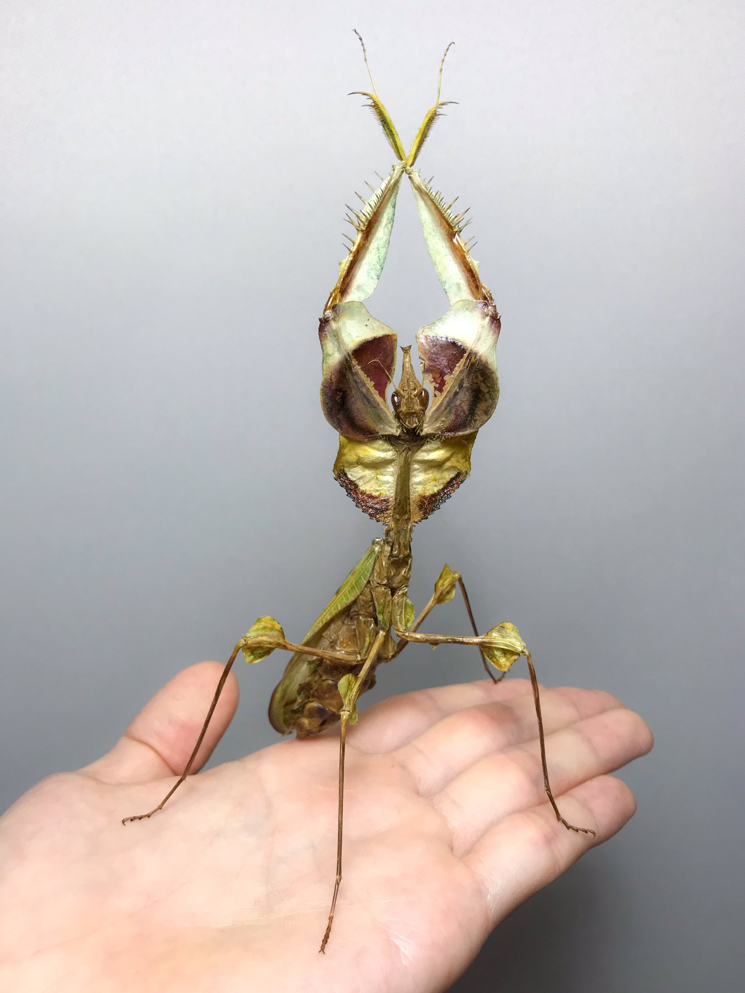 ニセハナマオウカマキリ雌 立体標本 - メルカリ