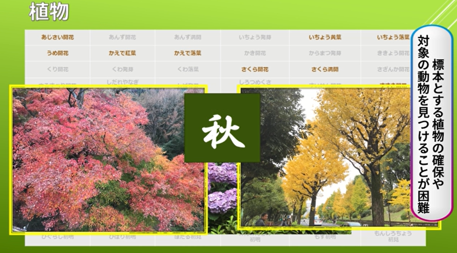 ウグイスの初鳴きやチューリップの開花など「生物季節観測」9割廃止へ…桜や梅の開花は継続 気象予報士からは懸念の声も - Togetter