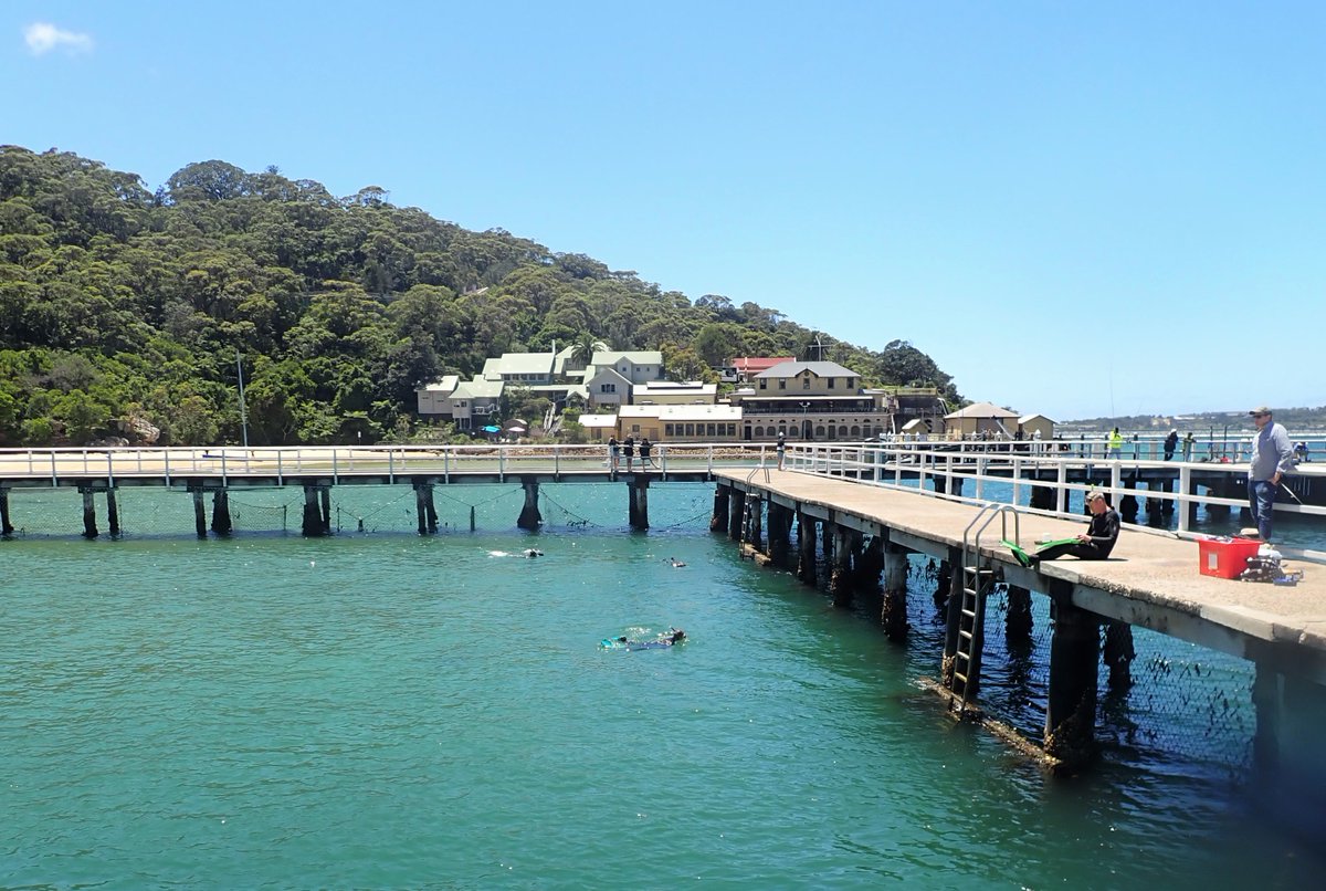 joey_squishfish's tweet photo. Always a pleasure to be in the field with @AustmusResearch staff given current times. Our third and final #eDNA sampling event near the iconic #SydneyOperaHouse and brief fish surveys in #ChowderBay. Big thanks to @SydneyMarine for our smooth and efficient ride out and back! https://t.co/hqCIUSH0KO