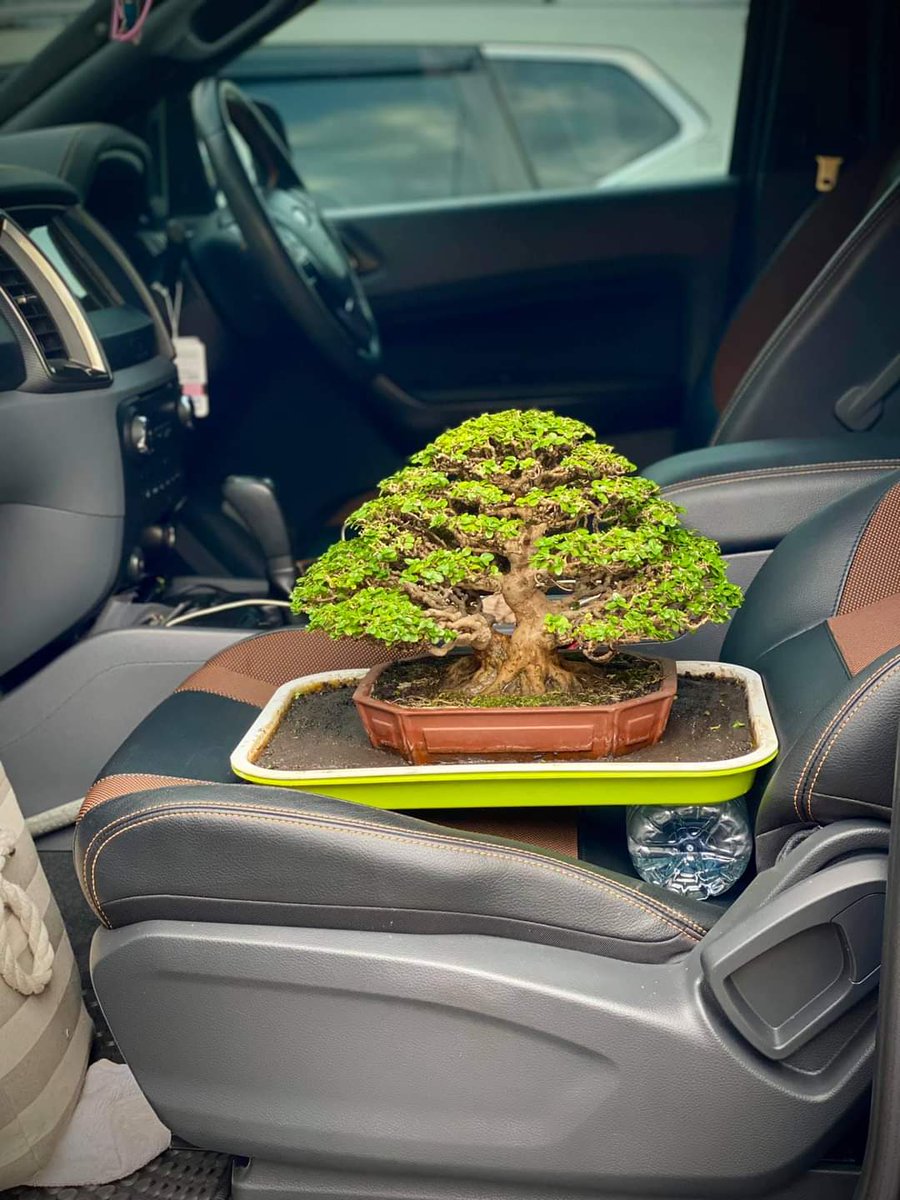 bonsaimente's tweet photo. Life is a journey and bonsai is an excellent company in it!

Wisteria Religiosa from Facebook page บอนไซ พ่อลูกอ่อน,​ you should follow this page, you will love it!

#Bonsai #盆栽 #บอนไซ  #분재 #бонсай #盆景 #Penjing #HagamosBonsai #IndonesianBonsai https://t.co/WUOQq0B0T4