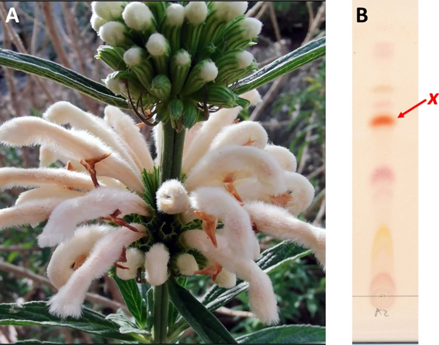 BLoedolff's tweet photo. Read our latest #research on #phytocannabinoids #medicinalplants #SouthAfrica, published with @SpringerNature in @BioMedCentral.

Full text available here: https://t.co/c9rpp0TooA https://t.co/2HUWBWb4Qm