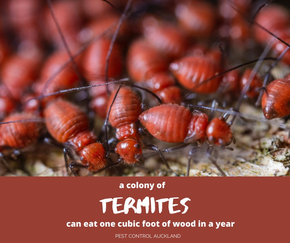 Pest Control Auckland (AucklandPest) / Twitter