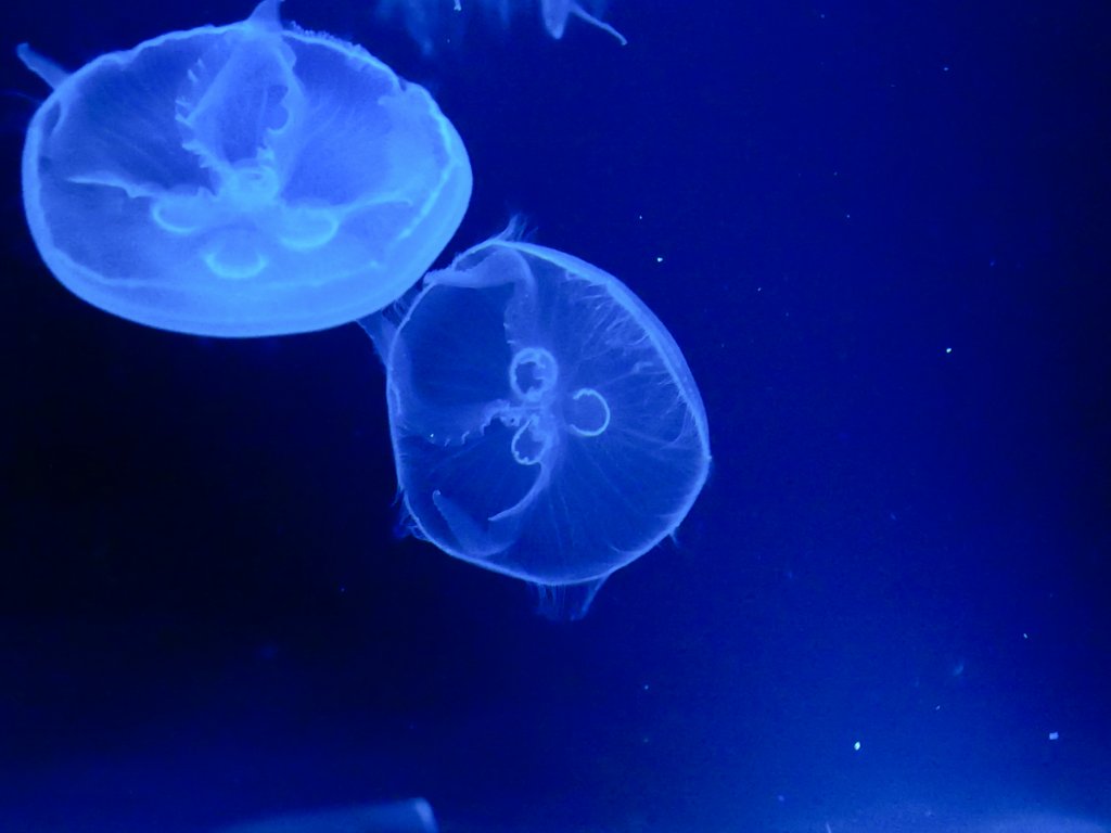 はっちゃん ミズクラゲの体の中に見える丸い模様 実はこれはクラゲの胃 4つ目があるように見える事から 別名ヨツメクラゲと呼ばれることもあります ところがこの胃の数が結構適当で 4つじゃないクラゲが時々います すみだ水族館でも胃の数が3 4 5 6個 はっちゃん ミズクラゲの体の中に見える丸い模様 実はこれはクラゲの胃 4つ目があるように見える事から 別名ヨツメクラゲと呼ばれることもあります ところがこの胃の数が結構適当で 4つじゃないクラゲが時々います すみだ水族館でも胃の数が3 4 5 6個