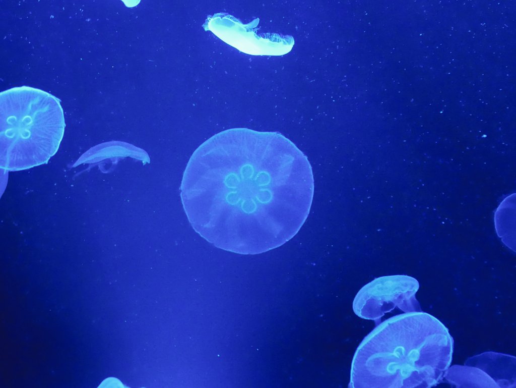 はっちゃん ミズクラゲの体の中に見える丸い模様 実はこれはクラゲの胃 4つ目があるように見える事から 別名ヨツメクラゲと呼ばれることもあります ところがこの胃の数が結構適当で 4つじゃないクラゲが時々います すみだ水族館でも胃の数が3 4 5 6個 はっちゃん ミズクラゲの体の中に見える丸い模様 実はこれはクラゲの胃 4つ目があるように見える事から 別名ヨツメクラゲと呼ばれることもあります ところがこの胃の数が結構適当で 4つじゃないクラゲが時々います すみだ水族館でも胃の数が3 4 5 6個