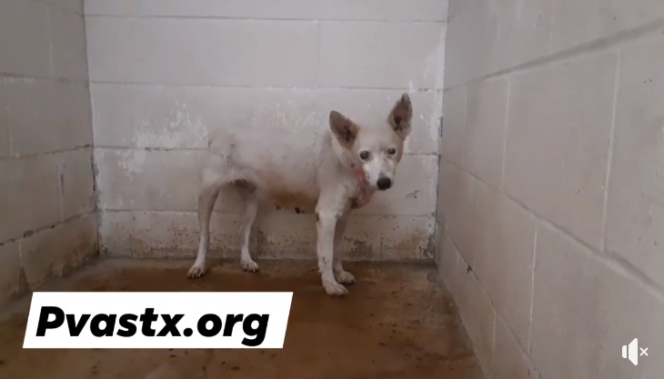 PrimalAwakening's tweet image. 🌺Emilia 🌺A46007977 a #senior , came to the shelter as a stray &amp;amp; is in need of a rescue that can help her with the care &amp;amp; medical treatment mature cataracts &amp;amp; suspect glaucoma #PVASTX #RESCUE #FOSTER #SAVE #URGENT 
Rescue@pvastx.org #PLEDGE at link below
facebook.com/groups/4715307…