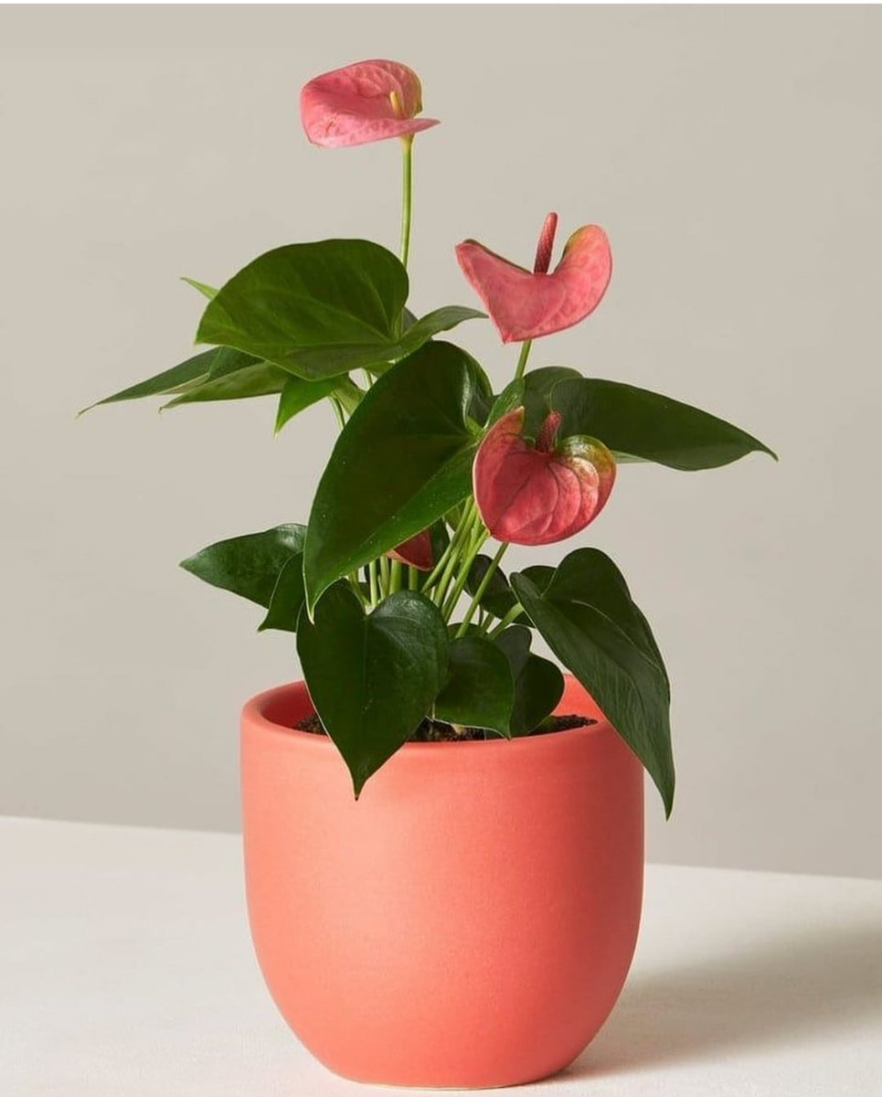 #plants #plantstrong #plantsmakepeoplehappy #plants #plantsplantsplants #plantsofinstagram #gardeninghome92 #follow4followback #followｍe #follow4like #followers #followfollow #following #followforfollowback #follower  #leaves🍁 #homedecor #fbf
bit.ly/3lmQmGD