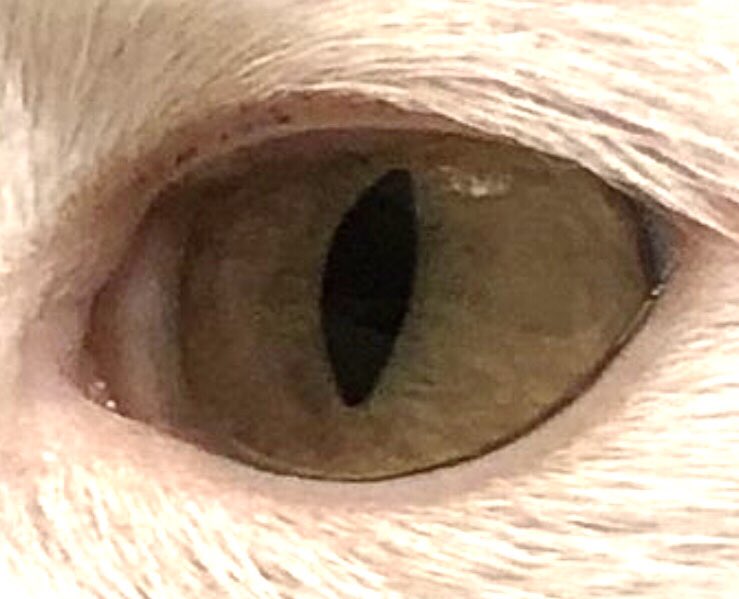 Patsy34595646's tweet photo. Hello! Hope everyone is doing well! QP😺 https://t.co/KQLYIGiNVb