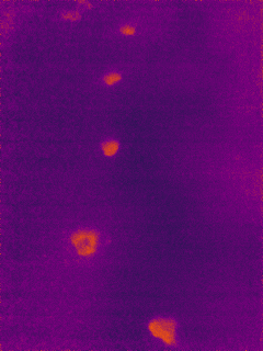 Very fun way to track animals at night, if following animals in the dark is also your thing.
These are the glowing footprints of a red fox. 
<a href="/seekthermal/">Seek Thermal</a>