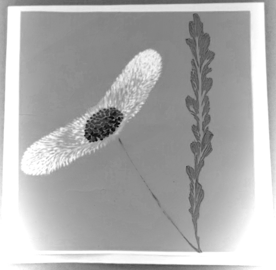 ট ইট র みつばぷれす 花 イラスト モノクロ 写真加工 色を反転した世界