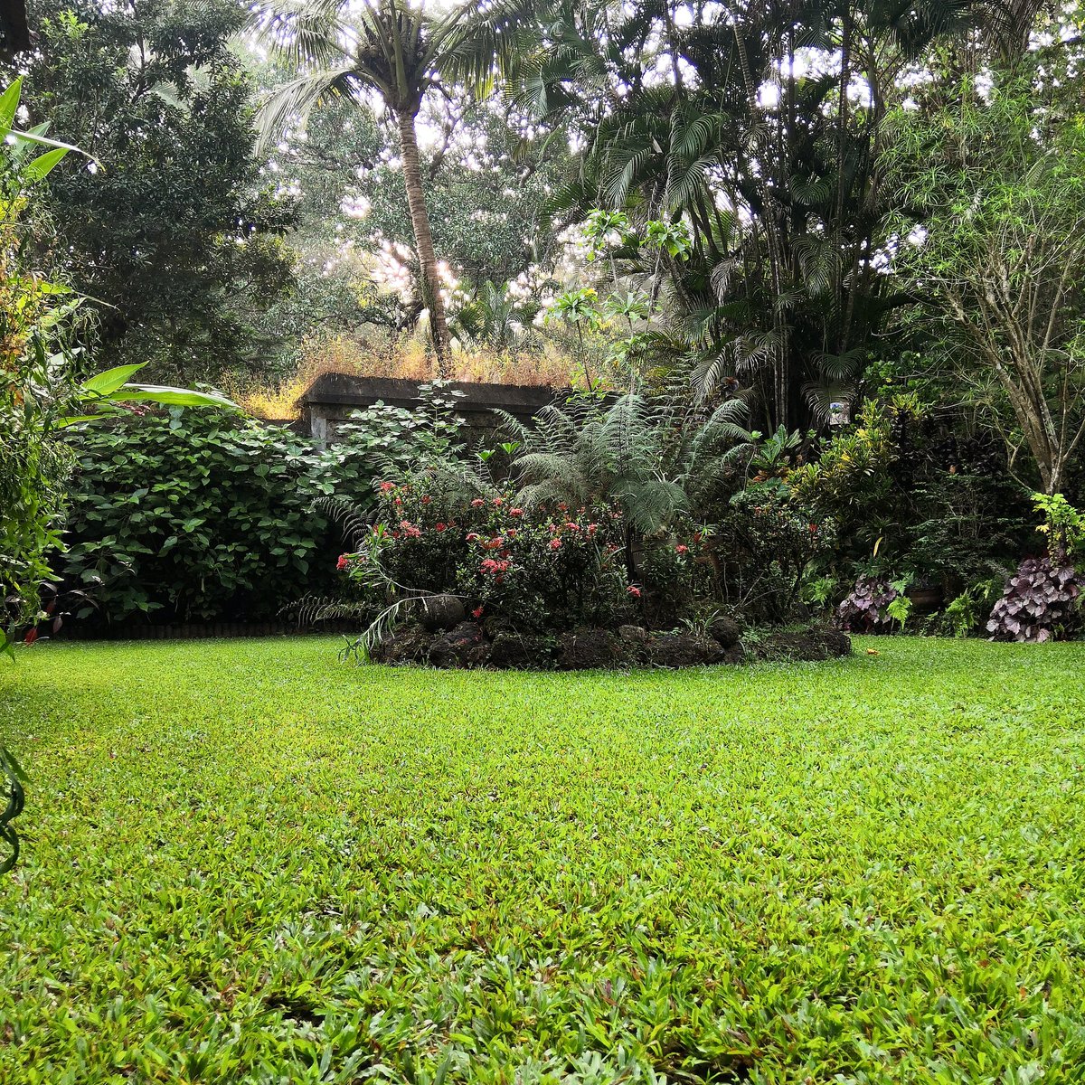 cancioshousegoa's tweet photo. Good morning Goa🌴
@cancioshousegoa

#aldona #goa #india #goatrip #goabeyondbeaches #gardening #gardenlife #gardendesign #gardeninspiration #gardeningisfun #gardenlover #gardenersworld #gardenphotography #homestayingoa #homestaysinindia #natureshots https://t.co/lTyYun7fYc