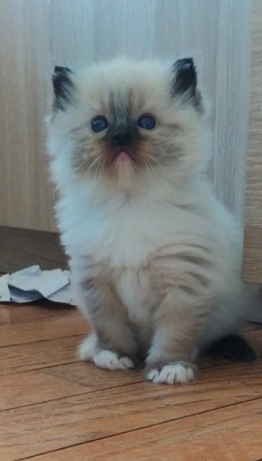 ☆~ coucou tout le monde ~ ☆
je vous présente "ridzou" notre nouveau petit compagnon qui arrive pile poil pour Noël ❤🐈❤
trop trop happy !