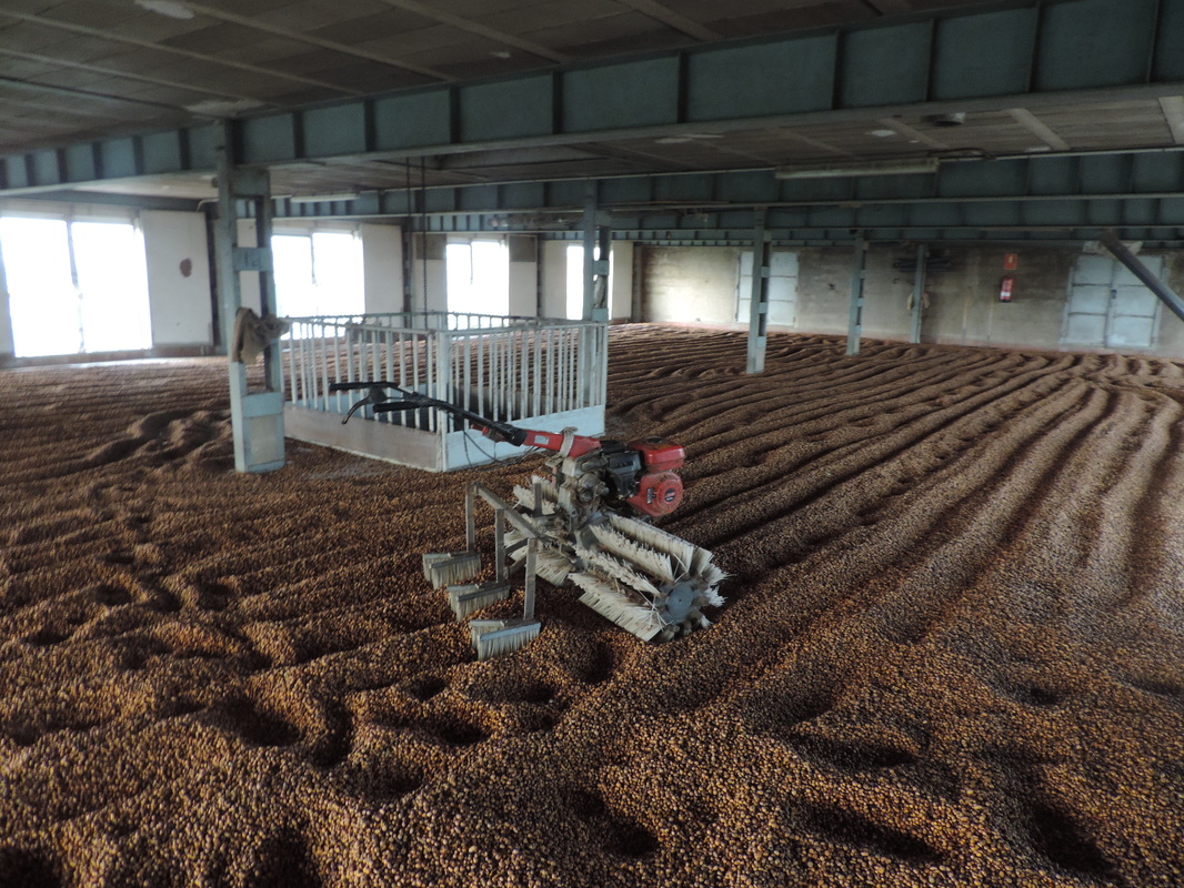A partir d'aquest mes de novembre comença la recol·lecció de la xufa que és quan comença a estar totalment agostada. La recol·lecció s'allarga fins a març de l'any següent, i es fa amb una màquina recol·lectora que arranca les mates i separa la terra de les xufes.