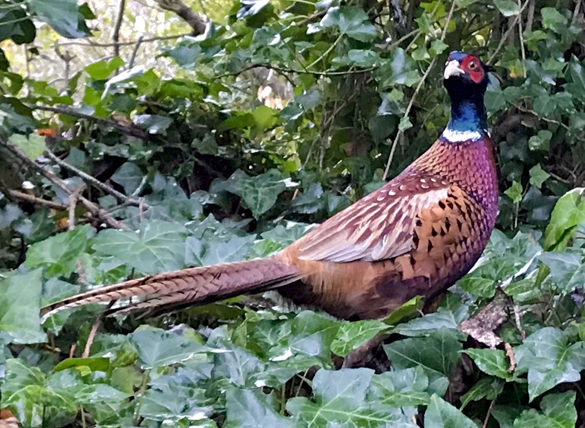 JuteAdoreHamper's tweet photo. He doesn’t look very impressed that I didn’t appreciate him in the road 😂 #MoveAlongPlease #EarlyBiz https://t.co/BZvFSbDOh4