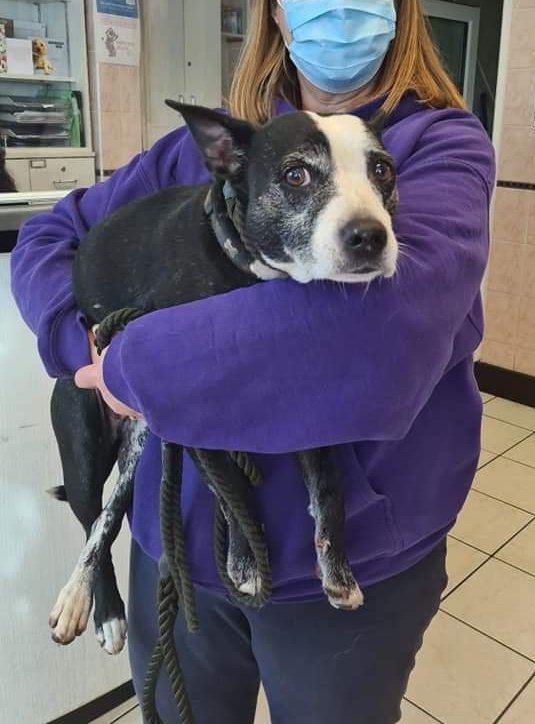 SeniorStaffy's tweet photo. Angel has been found!! ❤️❤️❤️
At Alton Towers of all places 😂
Huge thanks to the fabulous team @GreyhoundGap for being there when she needed them most ❤️
Well done to all involved in her rescue 😊 #happyending #Angelissafe #welldone 😘 https://t.co/hEHjSWpnXG