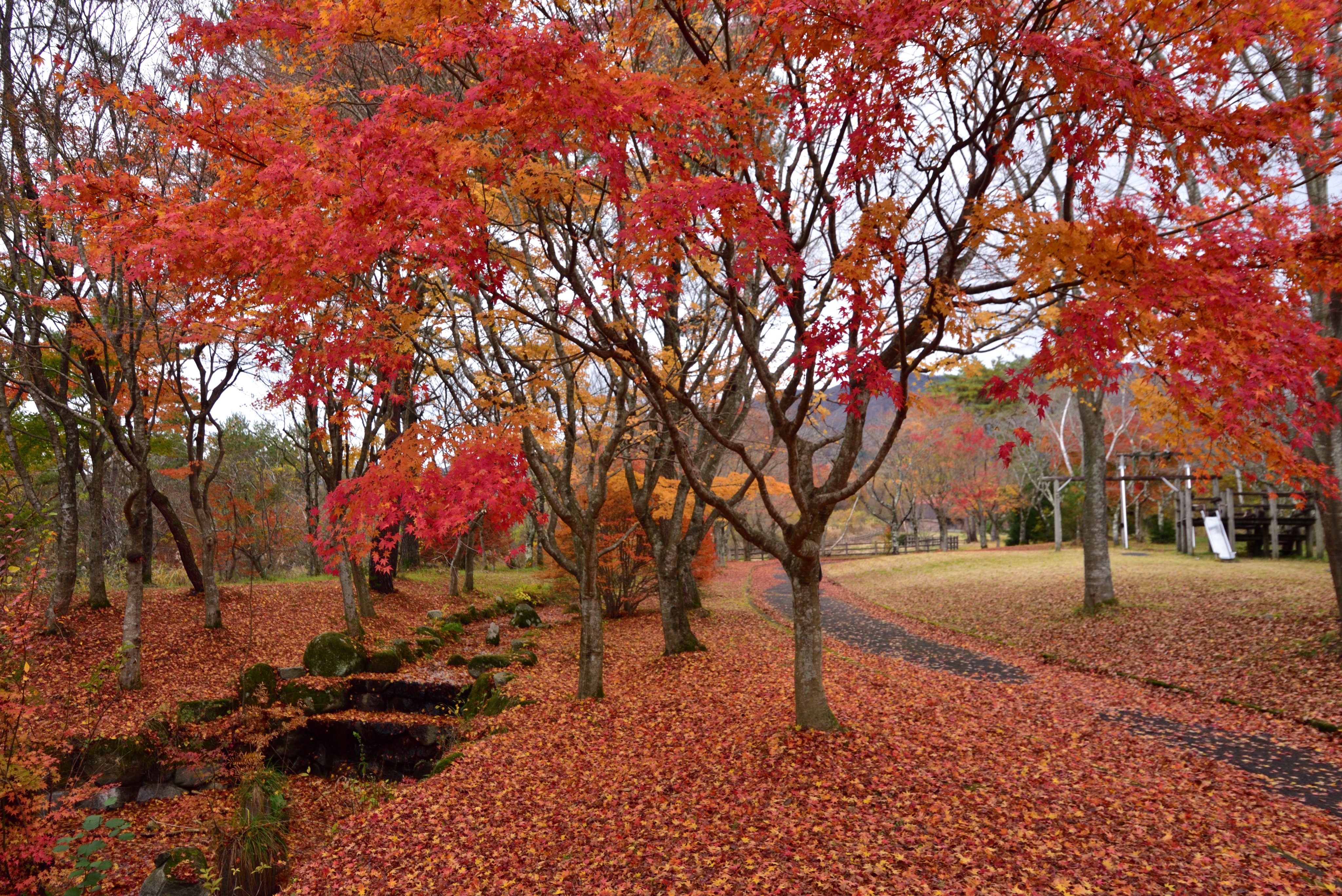 ひるぜん焼そば好いとん会 蒜山観光協会 標高の高い場所ではピークを過ぎましたが 蒜山高原の紅葉はまだまだ見頃 散りはじめのスポットも多いですが 見頃とはまた違った良さを感じていただけると思います Love蒜山 蒜山高原 紅葉 山乗渓谷 津