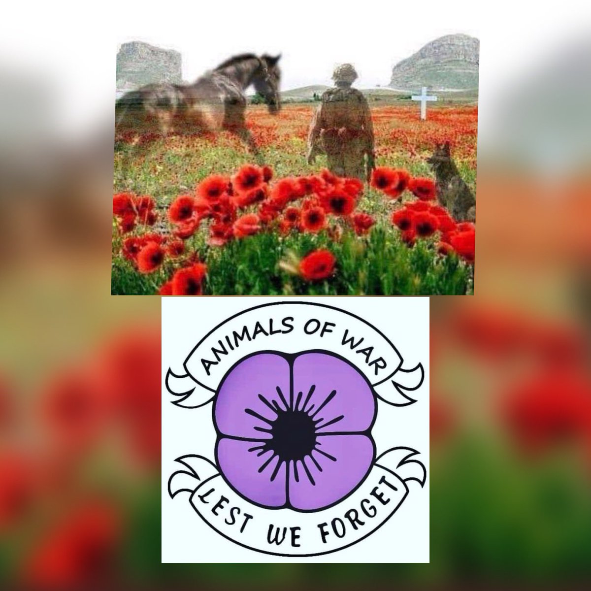 K9memorialUk's tweet image. Today we remember you all, we will never forget 😔 🐾💙🐾#ArmisticeDay #LestWeForget #AnimalsOfWar