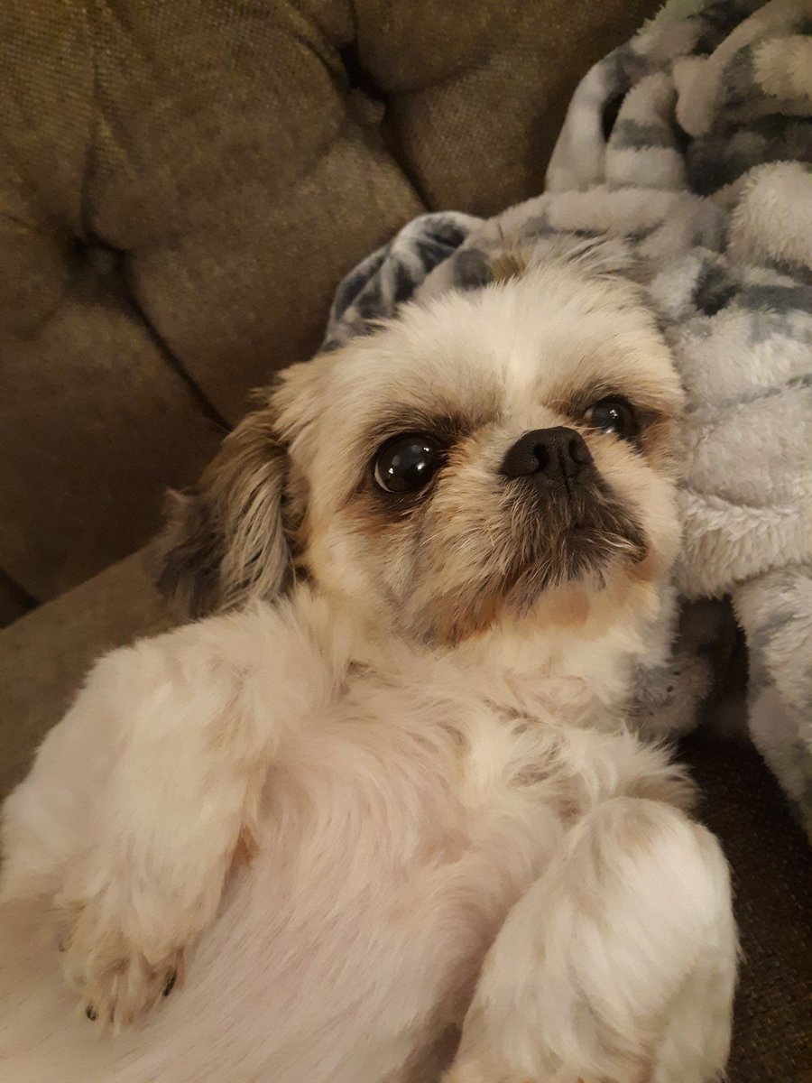 IAmAlyssaBee's tweet image. RT to spread Lexi&apos;s cuteness to people&apos;s TLs.

#CuteDogsOfTwitter

#uPShockGG @UpshockGG