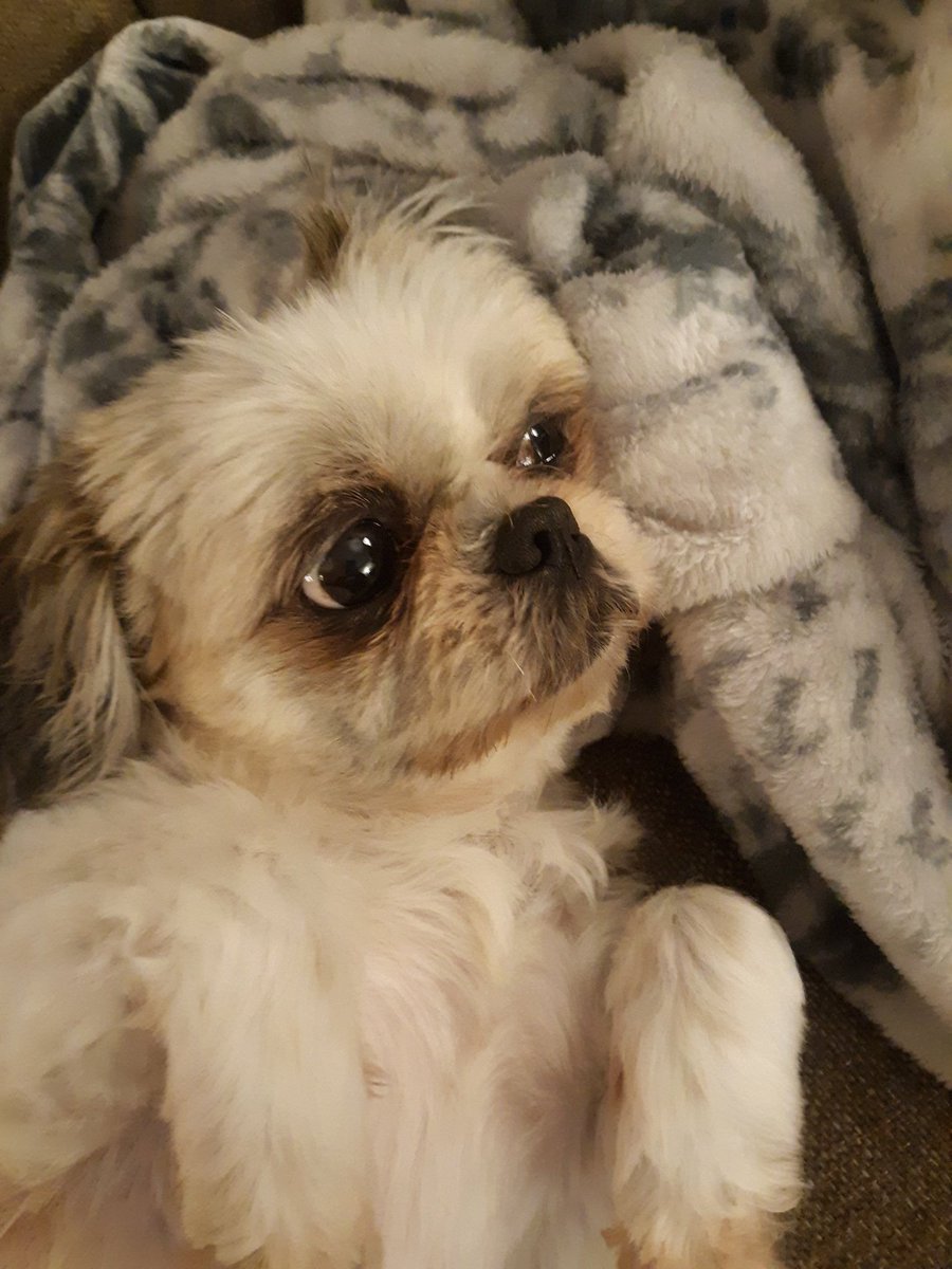 IAmAlyssaBee's tweet image. RT to spread Lexi&apos;s cuteness to people&apos;s TLs.

#CuteDogsOfTwitter

#uPShockGG @UpshockGG