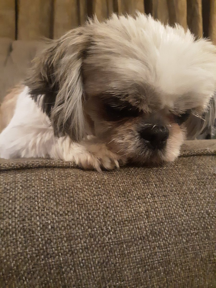 IAmAlyssaBee's tweet image. RT to spread Lexi&apos;s cuteness to people&apos;s TLs.

#CuteDogsOfTwitter

#uPShockGG @UpshockGG