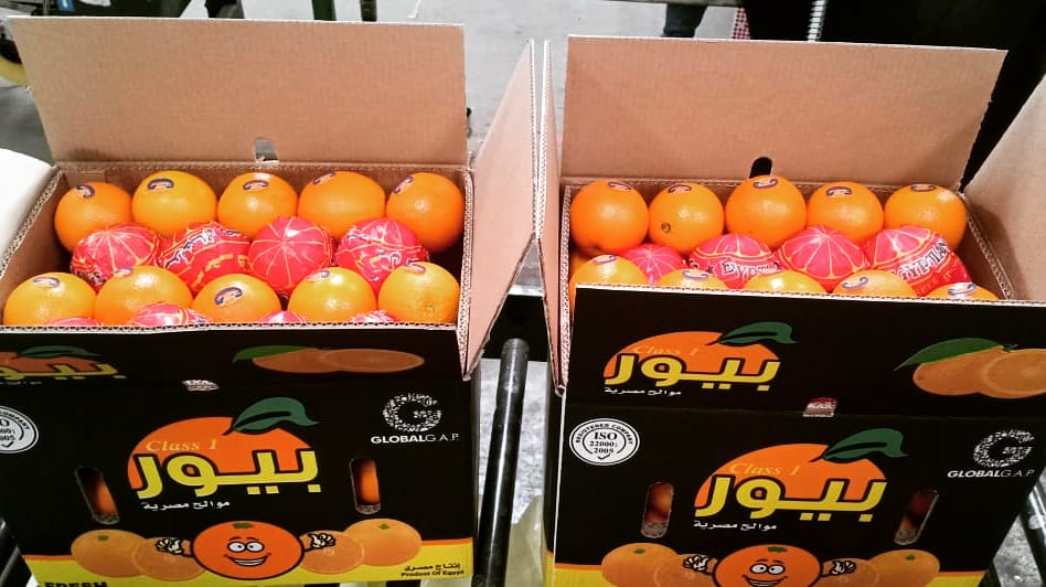 Alashrafgroup20's tweet photo. بيور الأشراف اجود انواع البرتقال 👌🍊🇪🇬
#alashraf 
#export 
#exportfruit https://t.co/Az5Vth3dEN