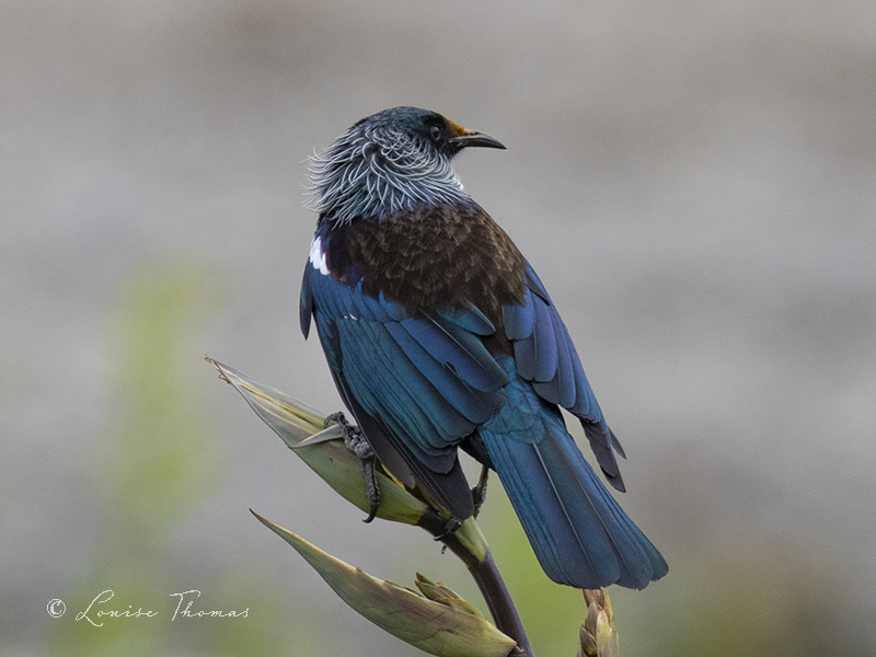 By popular request (one of you asked), here is another tui (Prosthemadera novaeseelandiae) in the flax from the Hutt River banks.

#nzbirds #nzhellhole #birdtonic #NaturePhotography #nature #BirdOfTheYear2020 #birdphotography #birdwatching #hutt #huttvalley #BOTY2020 #tui