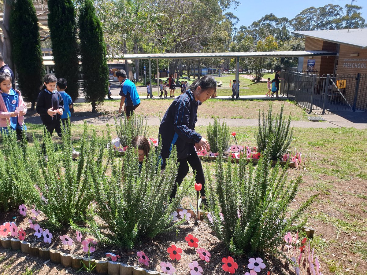 Ly_Huynh_'s tweet photo. Handmade poppies planted by staff and students in our remembrance garden to commemorate Remembrance Day @Bonnyrigg_PS. @mrchristaylor22 @BecWest81 @lyndall_hayton @nathdavis11 @MSiokos https://t.co/6nDPl7PJEZ