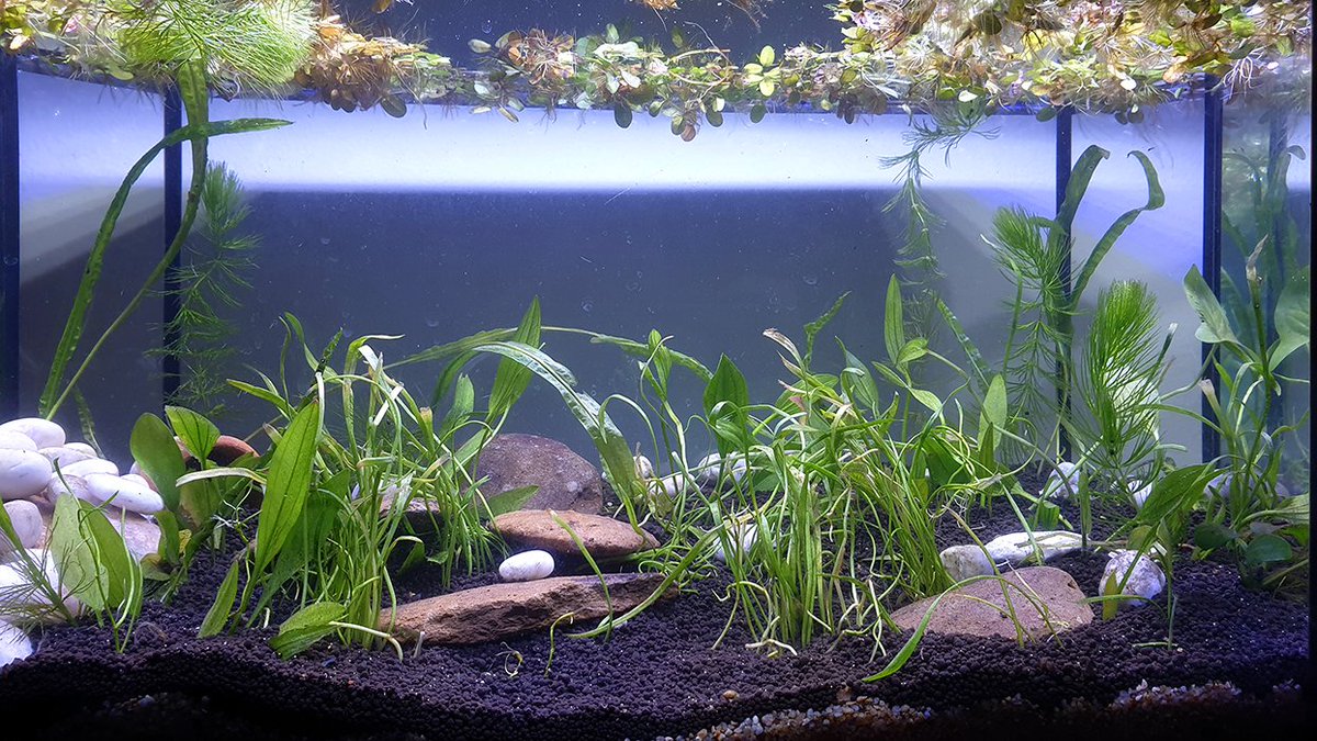 How it started->how it's goingThis tank has slow plant growth but very stable for fish & shrimp; a stark contrast to the octagon jungle which was crazy fast plant growth but hard on fish & deadly to shrimp.The key difference was proper aquasoil vs "organic" potting soil.