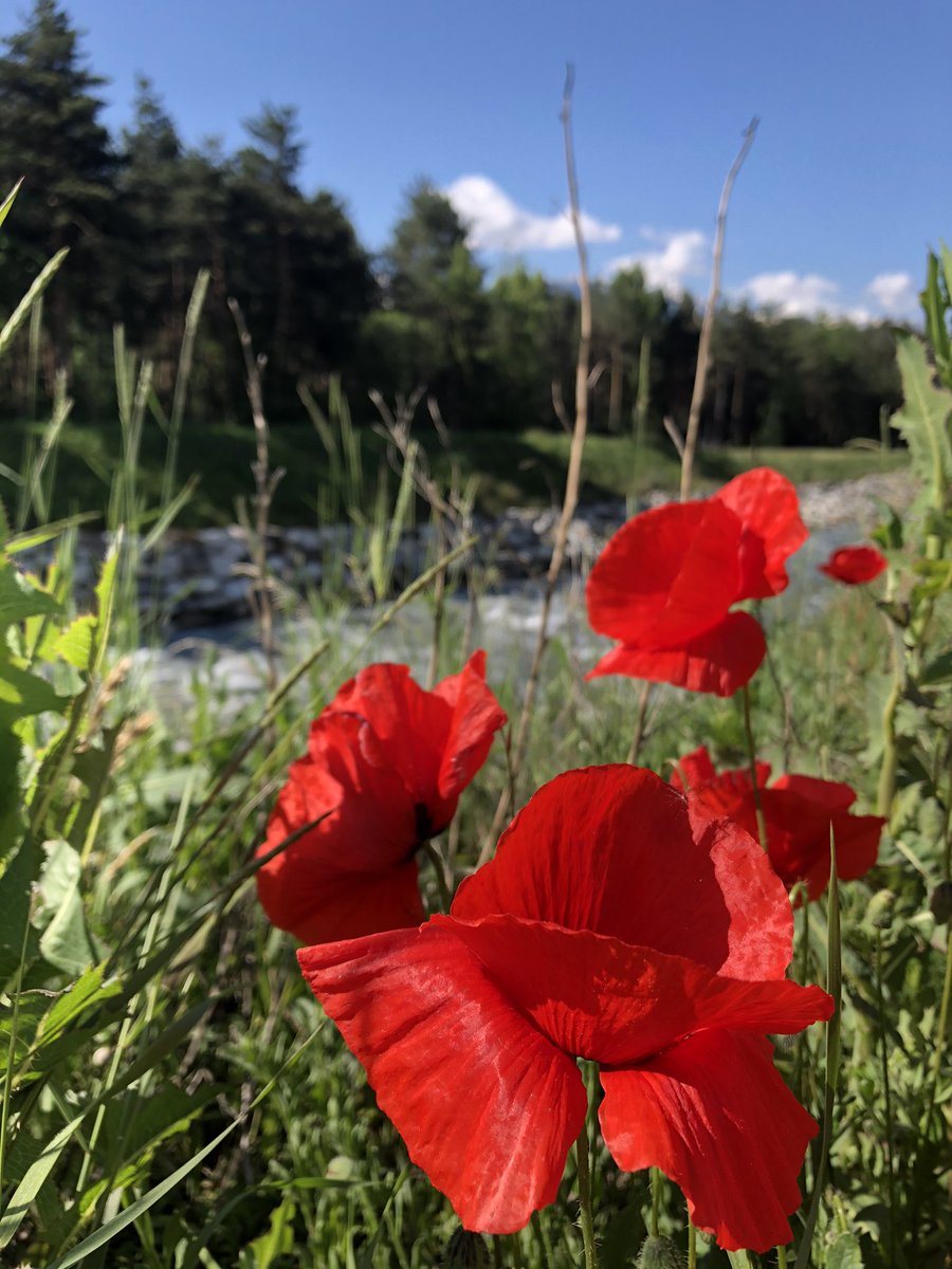 chaletsangliers's tweet photo. They shall grow not old, as we that are left grow old:
Age shall not weary them, nor the years condemn.
At the going down of the sun and in the morning, 
We will remember them. https://t.co/7yubL3E5lf