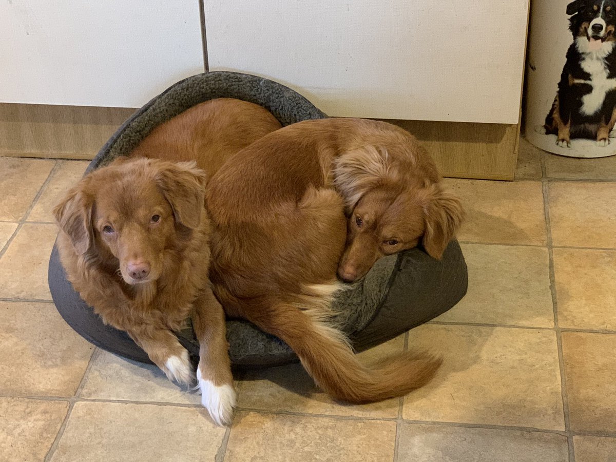 TillytheToller's tweet photo. Obviously the best seat in the house!
Tilly and Rosie share a bed! 

#tollers #toller #dog #dogs #dogsoftwitter #puppy #puppies https://t.co/EsA3XCXMGP