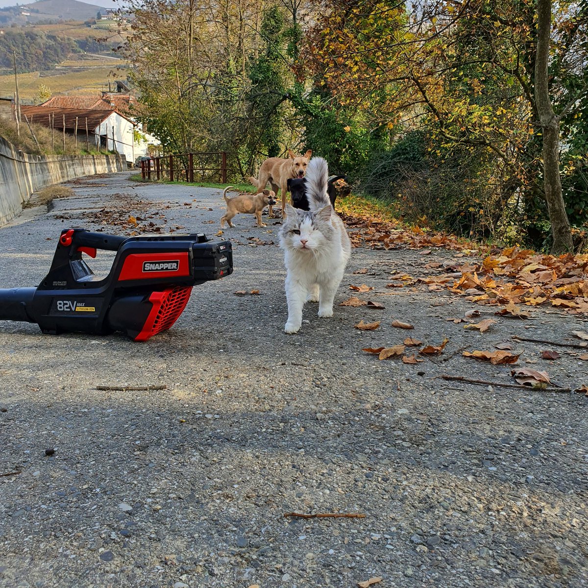 TheMaifrin's tweet photo. King Tiny the brave is leading the expedition to inspect the new scary leaf blower #leader #leadership #snapper #cat #katt #gatto #neko #dog #hund #cane #puppy #cucciolo #valp #puppylove #petlovers #countrylife #småbruk #leafs https://t.co/FNxerdNhD4
